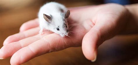 Pet Mice - A Complete Guide To Mice and Mouse Care