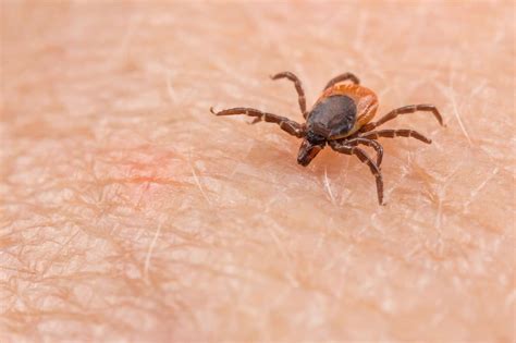 Tick-Borne Diseases | Baptist Health