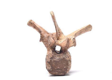 Pachycephalosaurus vertebrae - Fossil ID - The Fossil Forum