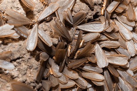 When Does Swarming Season Begin? | Termite Prevention