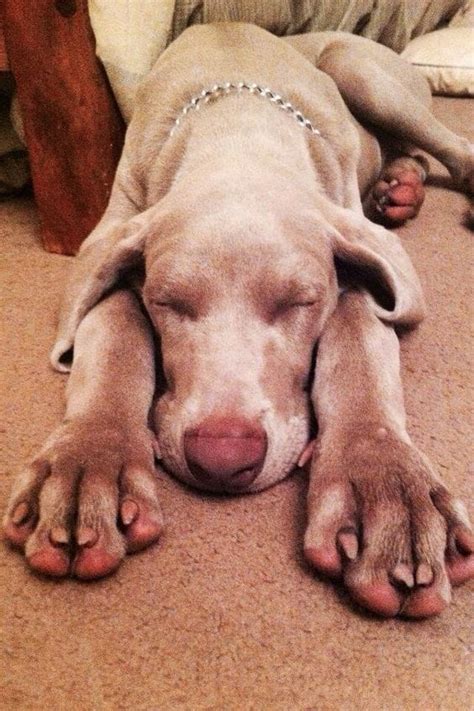 14 Tips For Raising And Training Weimaraners - PetPress