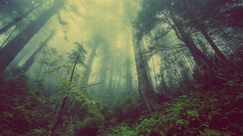 Desolate Forest 4k by reapr56 on DeviantArt