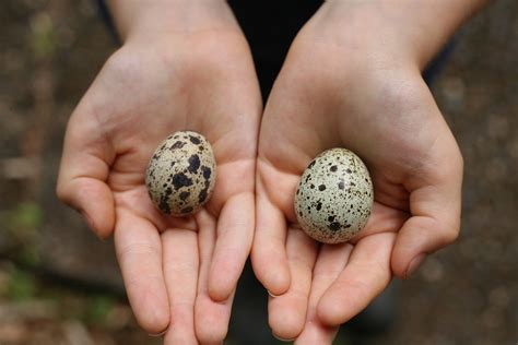 our experience hatching quail eggs - WoolyMossRoots