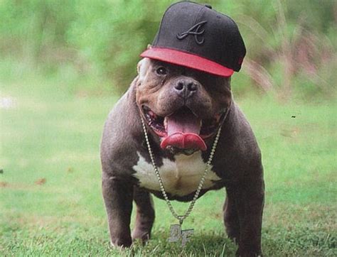 Teh Rabies: Hip hop dog