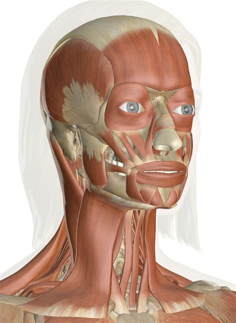 Ocurrencia Comercialización Inyección human neck muscle anatomy ...