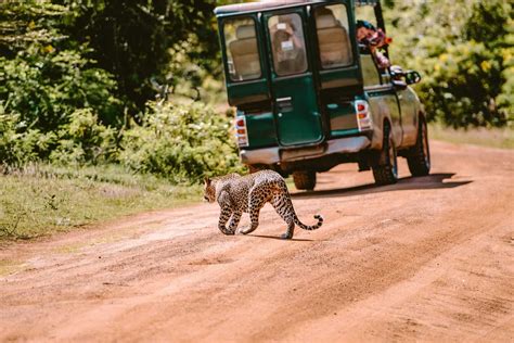 Udawalawe or Yala? Which national park is best for a jeep safari ...