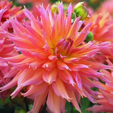 Dahlia Bulbs For Sale - Easy To Grow Bulbs | Easy to grow bulbs, Dahlia ...