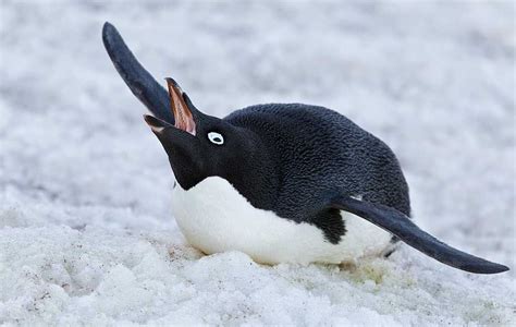 Mo (´ヮ`) on Twitter | Adelie penguin, Penguins, Penguin wallpaper