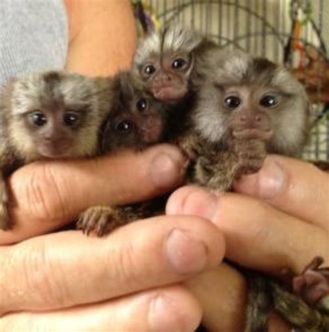 Ohio Marmosets Monkeys Available Now : Pets and Animals in Ohio - Blue Ash