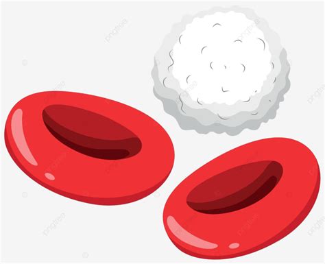 Red And White Blood Cells Leukocytes Red Science Vector, Leukocytes ...