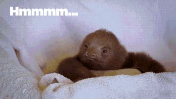 23 cute animal GIFs that you desperately need right now | For The Win