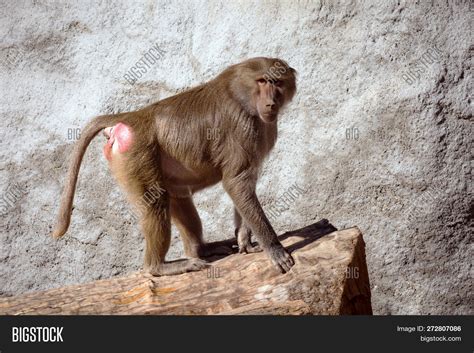 Big Brown Baboon Image & Photo (Free Trial) | Bigstock