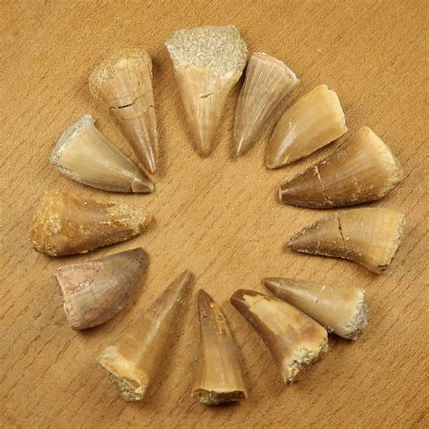 Mosasaur Teeth - Buy Fossilised Mosasaur Teeth Online - UK Fossils