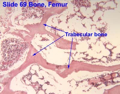 Trabecular Vs Cortical Bone Histology - slidesharetrick