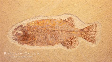 Fossil fish, #20869, Natural History Photography