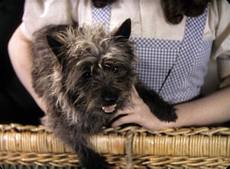 Toto The Dog In The Wizard Of Oz, 56% OFF