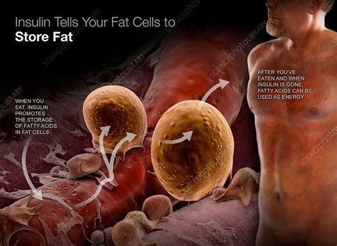 Insulin and Fat Storage - Stock Image - C043/6150 - Science Photo Library