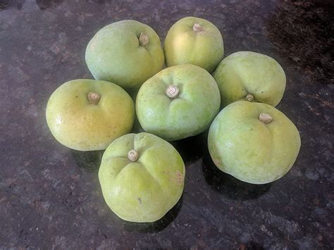 White Sapote as a Strong Antioxidant Fruit