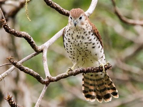 Mauritius Kestrel - eBird