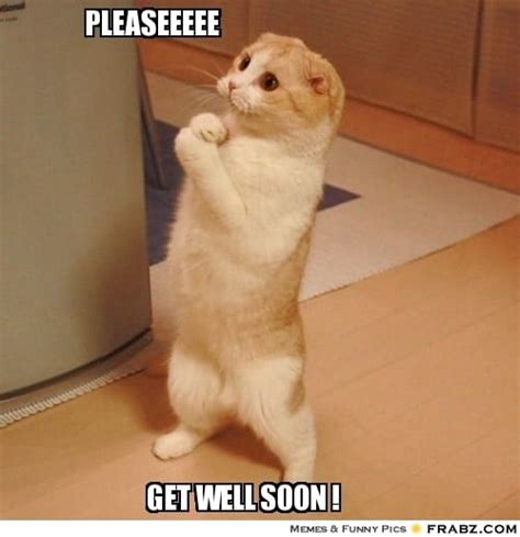 Get Well Soon Cat Meme Extravital Fasion Funny Cat Memes Funny Cat ...