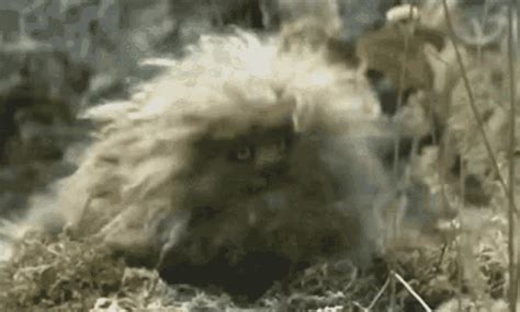 Cute Dark Crystal GIF - Cute DarkCrystal Fizzgig - Discover & Share GIFs