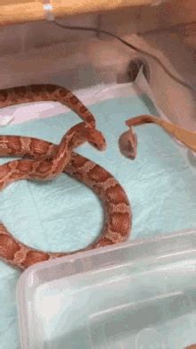 Snake Eating Mouse Gif