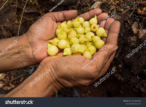 Person Holding Fruit Flower Mahua Flowers Stock Photo 2147854365 ...