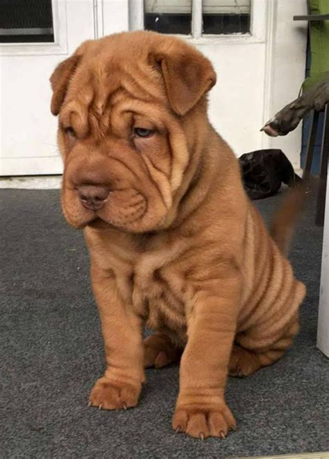 Top 7 Wrinkly Dogs | Wrinkly dog, Really cute puppies, Cute dogs and ...