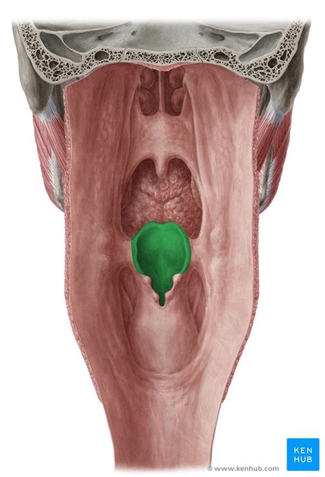 Epiglottis: Structure, function, epiglottitis | Kenhub