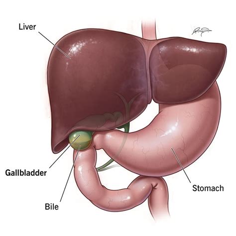 Gallbladder: What Is It, Function, Location & Anatomy