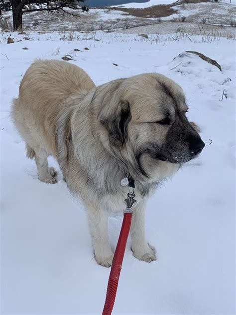 Meet Tolli, the Adorable Anatolian Shepherd and Great Pyrenees Mix