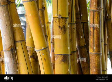 Bamboo stalks closeup Stock Photo - Alamy