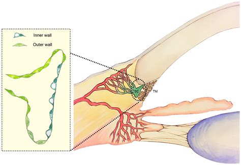 JFB | Free Full-Text | A Closer Look at Schlemm’s Canal Cell Physiology ...