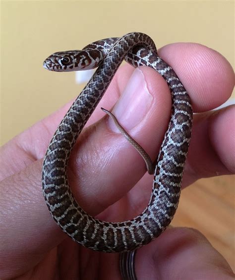 Baby Eastern Yellow-bellied Racer | Baby snakes, Snake images ...