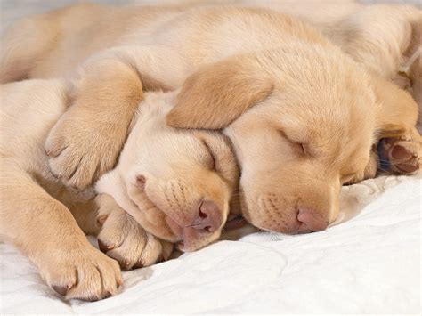 Only the Cutest Sleeping Puppy Photos on the Whole Internet | BarkPost