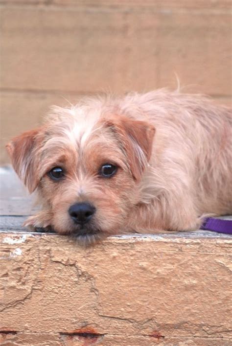 Adopt Annie on Petfinder | Terrier mix, Cairn terrier mix, Terrier mix dogs