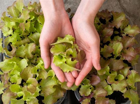 Picking Loose Leaf Lettuce - How To Harvest Leaf Lettuce