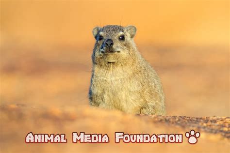 What is Rock Hyrax? - Animal Media Foundation