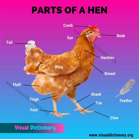 Chicken Anatomy: 16 External Parts of A Chicken You Should Know ...