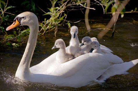 swan and cygnets | Baby swan, Animals beautiful, Cute animals