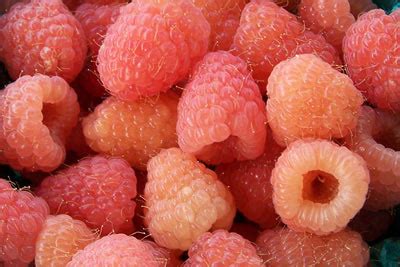 Cornell releases two new raspberry varieties | Cornell Chronicle