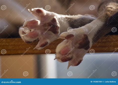 Cat paw with claws stock image. Image of color, bicolornclose - 192807001