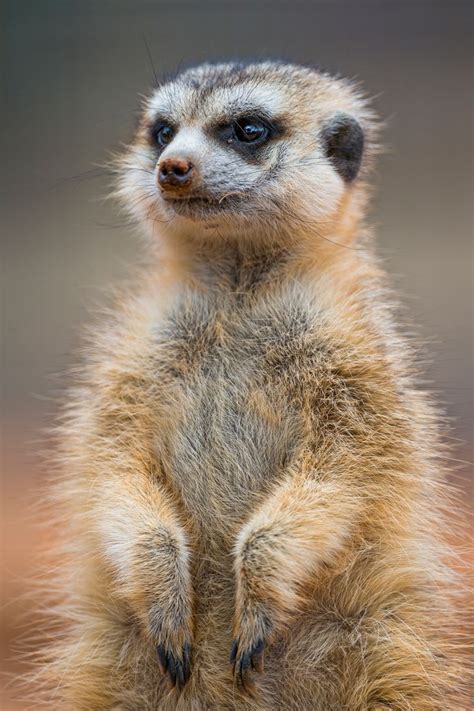 Fluffy Meerkat in Africa