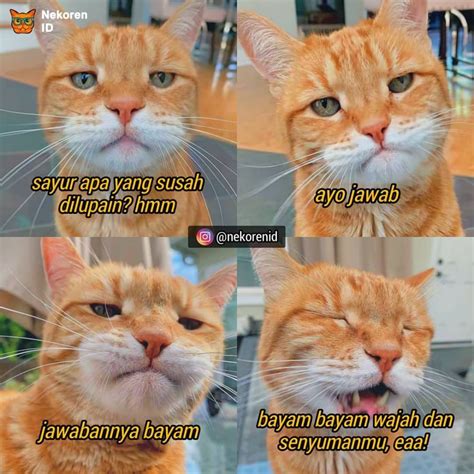 Wajah Kucing Lucu Meme - Meme Mania