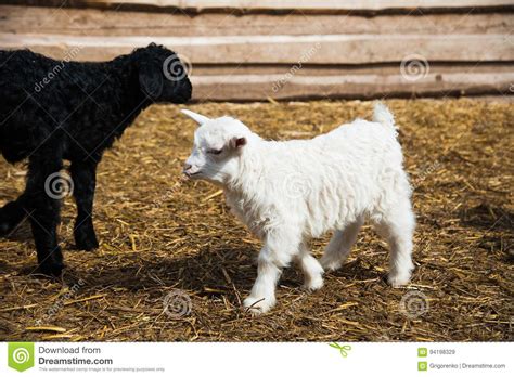 Animals on a rural farm stock image. Image of animals - 94198329