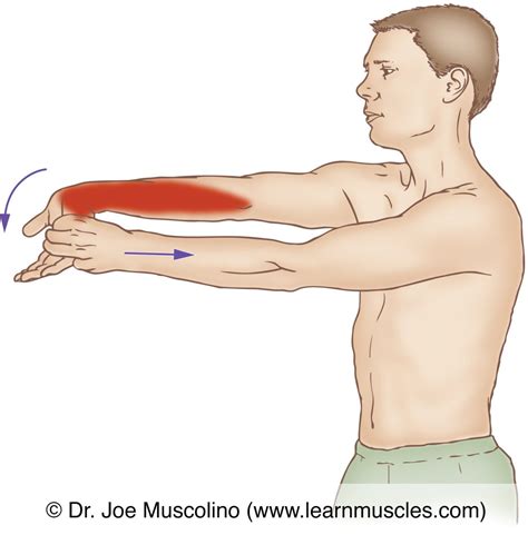 Flexor Carpi Ulnaris - Stretching - Learn Muscles