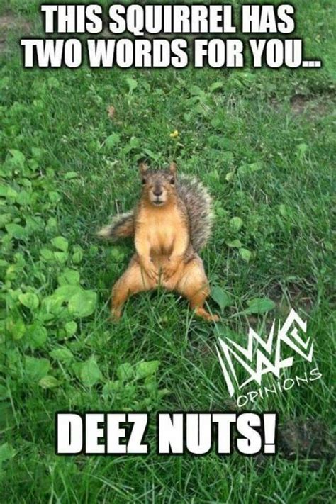 Squirrel Meme - Funny Squirrel Pictures