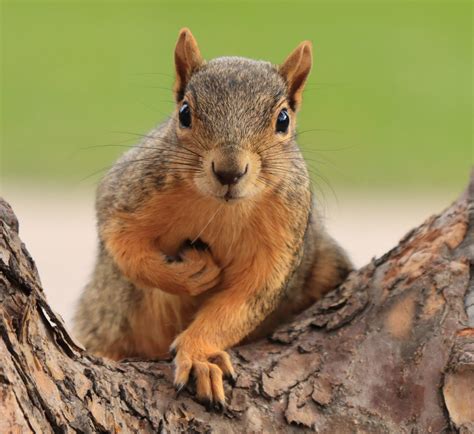 4 Types of Squirrels That Live in Nova Scotia! (2024) - Bird Watching HQ