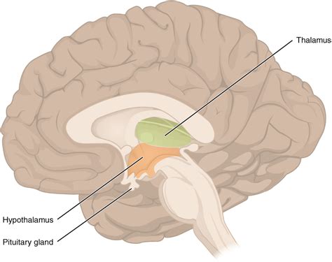 Hypothalamus Pituitary Adrenal | Lecturio Online Medical Library