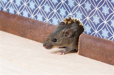 6 Signs You May Have a Mouse Infestation